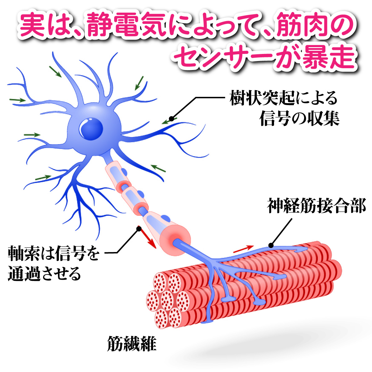脚ツランワイドホット 2本組